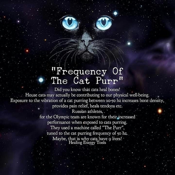 My Cats 𓃠🧡🧡𓃠 - Picture 8 of 16